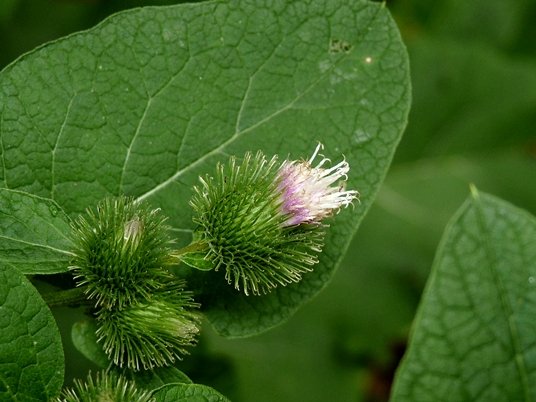 {Arctium minus}